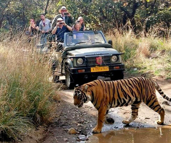 The Regal Safari Route image 1