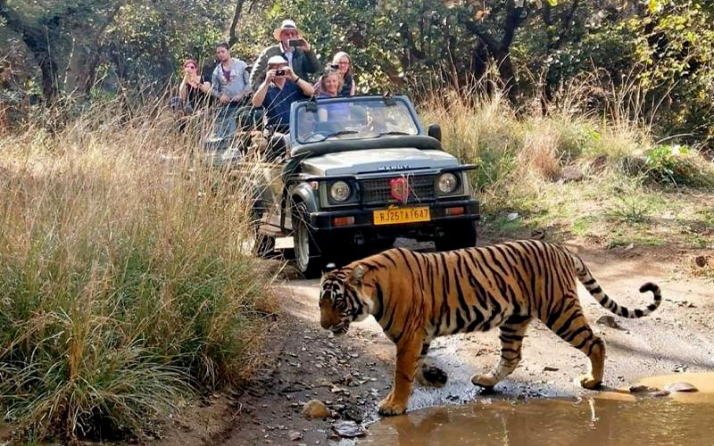 The Regal Safari Route