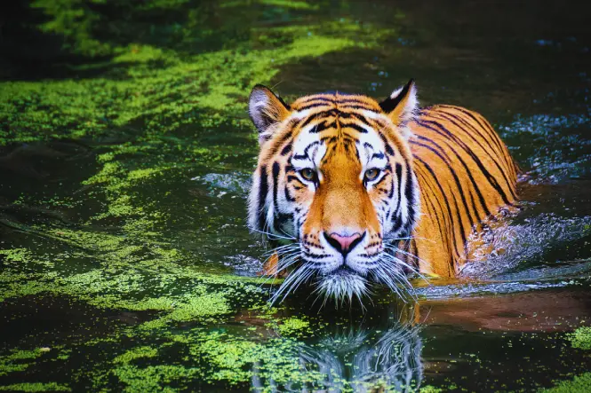 Golden Triangle Tour India with Tiger Safari