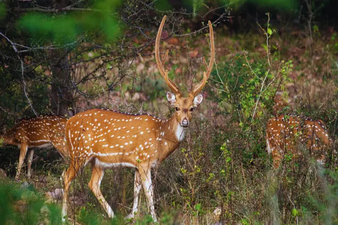 Golden Triangle Tour India with Tiger Safari