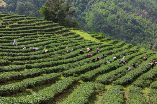 Munnar tea gardens, scenic Kerala tour with Passport Lifestyles