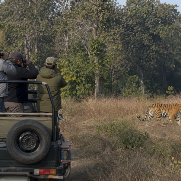TIGERS & TIMELESS WONDERS | A TWO-DAY WILDLIFE & HERITAGE ESCAPE FROM MUMBAI image 4