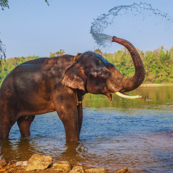 Kerala Back Waters image 4