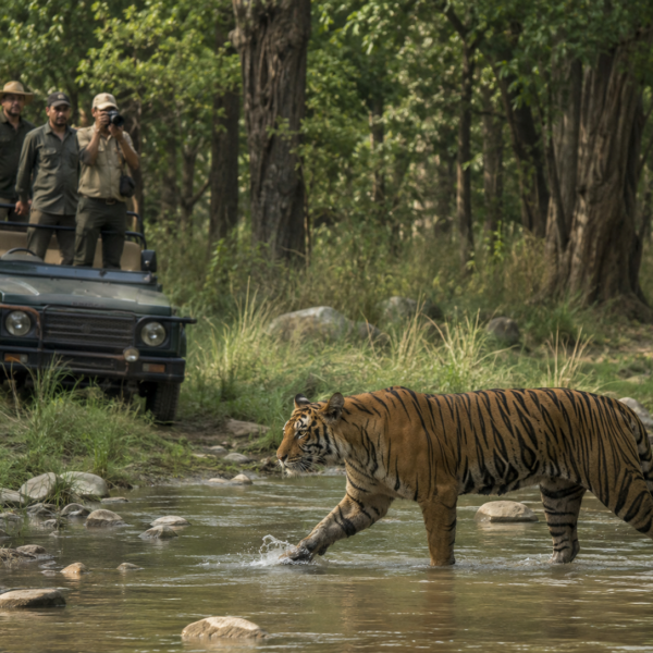 TIGERS & TIMELESS WONDERS | A TWO-DAY WILDLIFE & HERITAGE ESCAPE FROM MUMBAI image 5