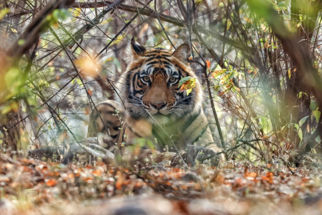 TIGERS & TIMELESS WONDERS | A TWO-DAY WILDLIFE & HERITAGE ESCAPE FROM MUMBAI