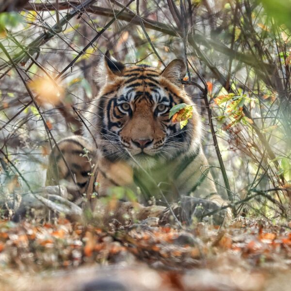 TIGERS & TIMELESS WONDERS | A TWO-DAY WILDLIFE & HERITAGE ESCAPE FROM MUMBAI