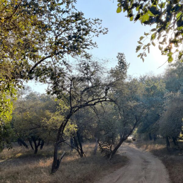 TIGERS & TIMELESS WONDERS | A TWO-DAY WILDLIFE & HERITAGE ESCAPE FROM MUMBAI image 3