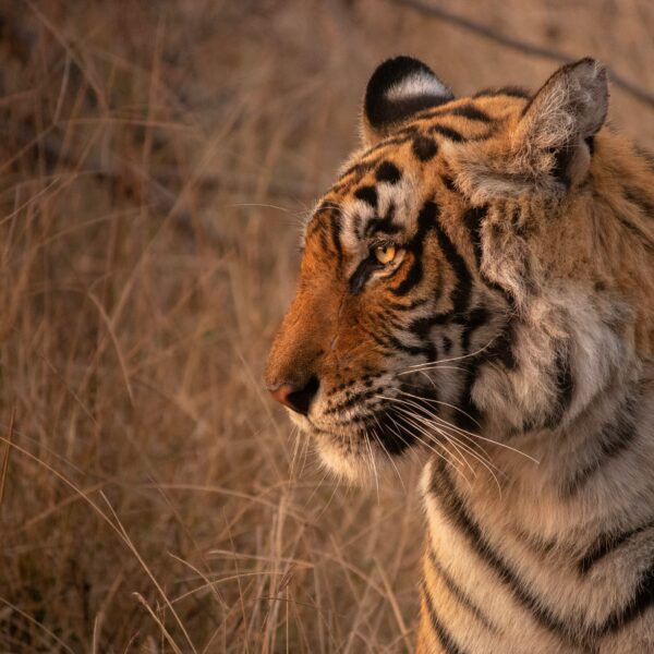 TIGERS & TIMELESS WONDERS | A TWO-DAY WILDLIFE & HERITAGE ESCAPE FROM MUMBAI image 2