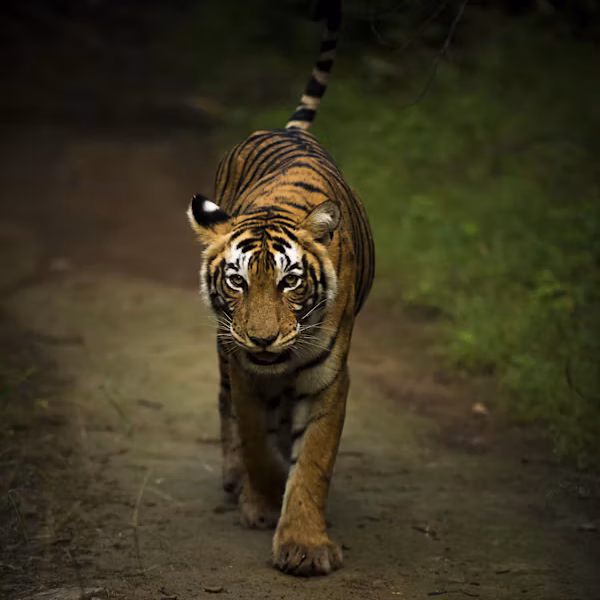 TIGERS & TIMELESS WONDERS | A TWO-DAY WILDLIFE & HERITAGE ESCAPE FROM MUMBAI image 6