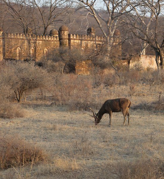 The Regal Safari Route image 3