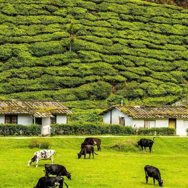 Kerala Timeless Journey